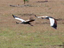 Western_Corridor2009-99